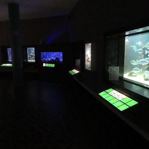 Typical aquarium tanks