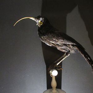 Huia - an extinct bird