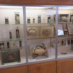 Museum - Crabs