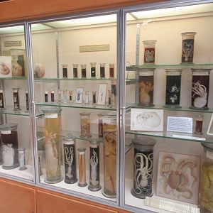 Museum - Ocean Section