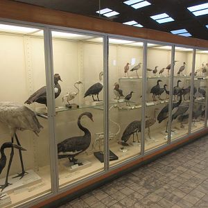 Museum - Birds