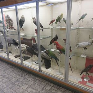 Museum - Birds