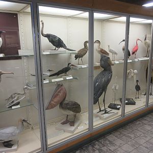 Museum - Birds