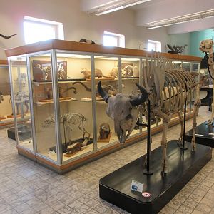 Museum - Mammals