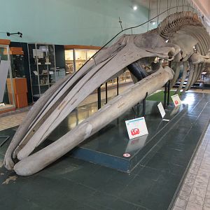 Museum - Fin Whale Skeleton