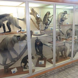 Museum - Primates