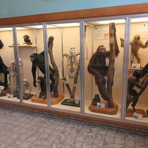 Museum - Apes