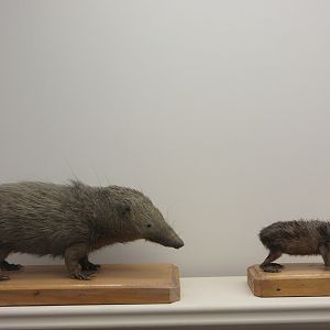 Museum - Tenrecs