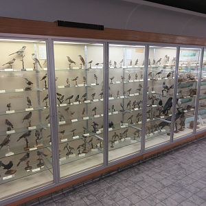 Museum - Small Birds