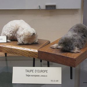 Museum - Moles