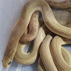 Egg-eating snake - Dasypeltis scabra