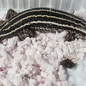 Zonosaurus quadrilineatus