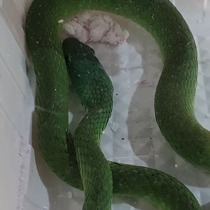 Hapsidophrys smaragdina