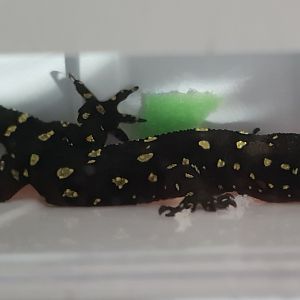 Hemidactylus prashadi