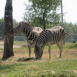 African Safari - Plains Zebra