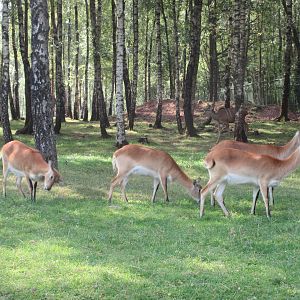 African Safari - Waterbuck