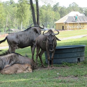 African Safari - Blue Wildebeest