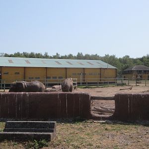 African Safari - African Elephant Exhibit (poor viewing options)