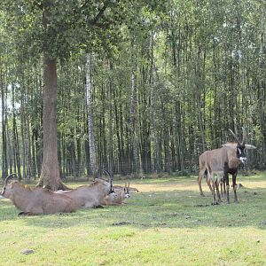African Safari - Roan Antelope