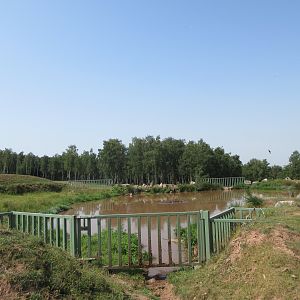 African Safari - Common Hippo Exhibit