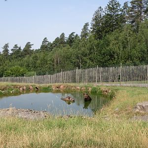 South American Safari - Lowland Tapirs in pool