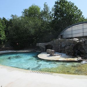 South African Fur Seal Exhibit