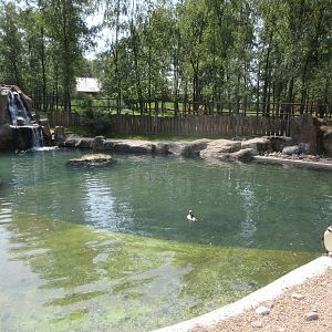 Humboldt Penguin Exhibit - Pool