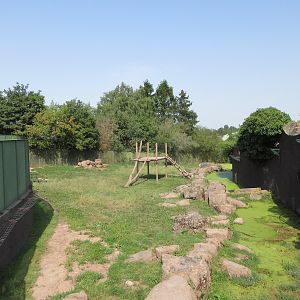 Asiatic Black Bear Exhibit