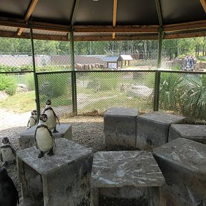 Humboldt Penguin Exhibit - Sheltered Area