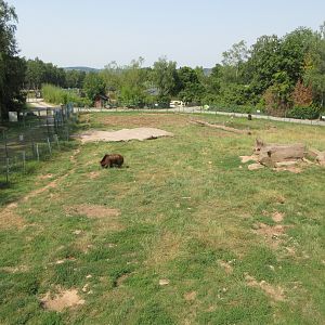 European Brown Bear Exhibit (5 bears)