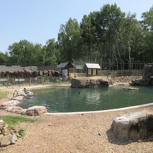Humboldt Penguin Exhibit