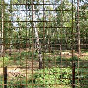 Polar Bear Exhibit - Forest Zone