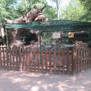 Raccoon/Striped Skunk Exhibit