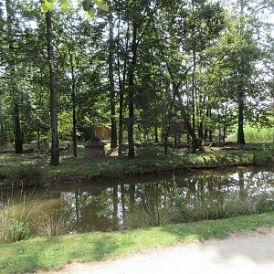 Ring-tailed Lemur Exhibit
