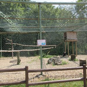 Andean Condor Aviary