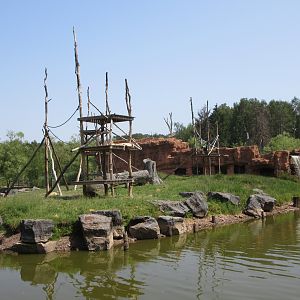 Orangutan Exhibit
