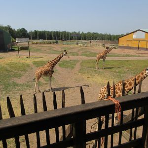 Giraffe Exhibit (with at least 7 Giraffes)