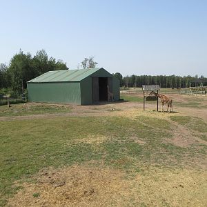 Giraffe Exhibit + Barn