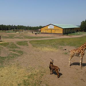 Giraffe + Sable Antelope + Elephant Barn