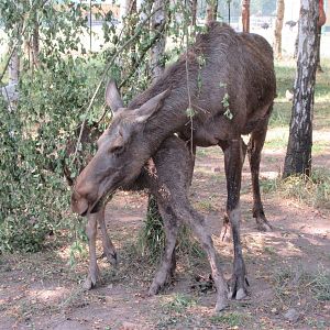 Mama Moose + Youngster