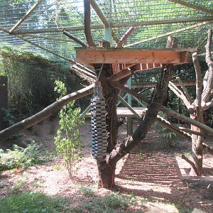 Amur Leopard Exhibit
