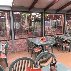 Cotton-top Tamarin Exhibit (viewed from restaurant)