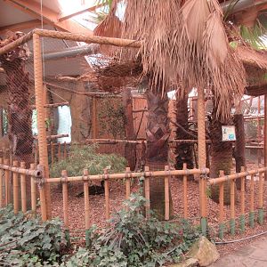 Great Curassow Exhibit