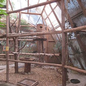 Trumpeter Hornbill Exhibit