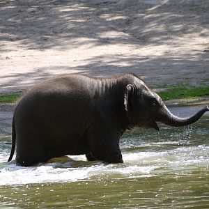 Asian Elephant