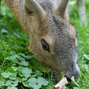 Patagonian Mara