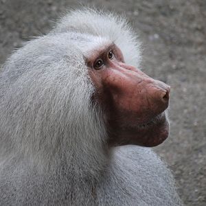 Hamadryas Baboon