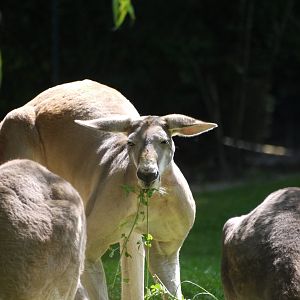 Red Kangaroo