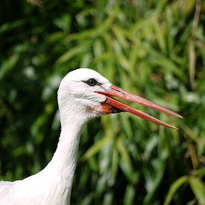 White Stork