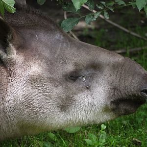 South American Tapir